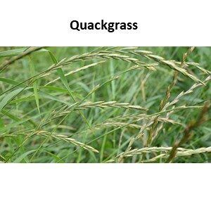 Quackgrass